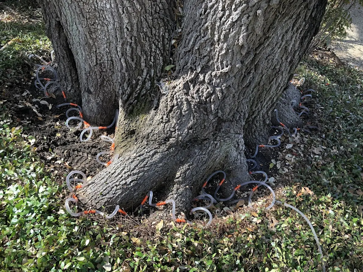 Detailed Tree Cabling and Bracing job site in Fawnskin